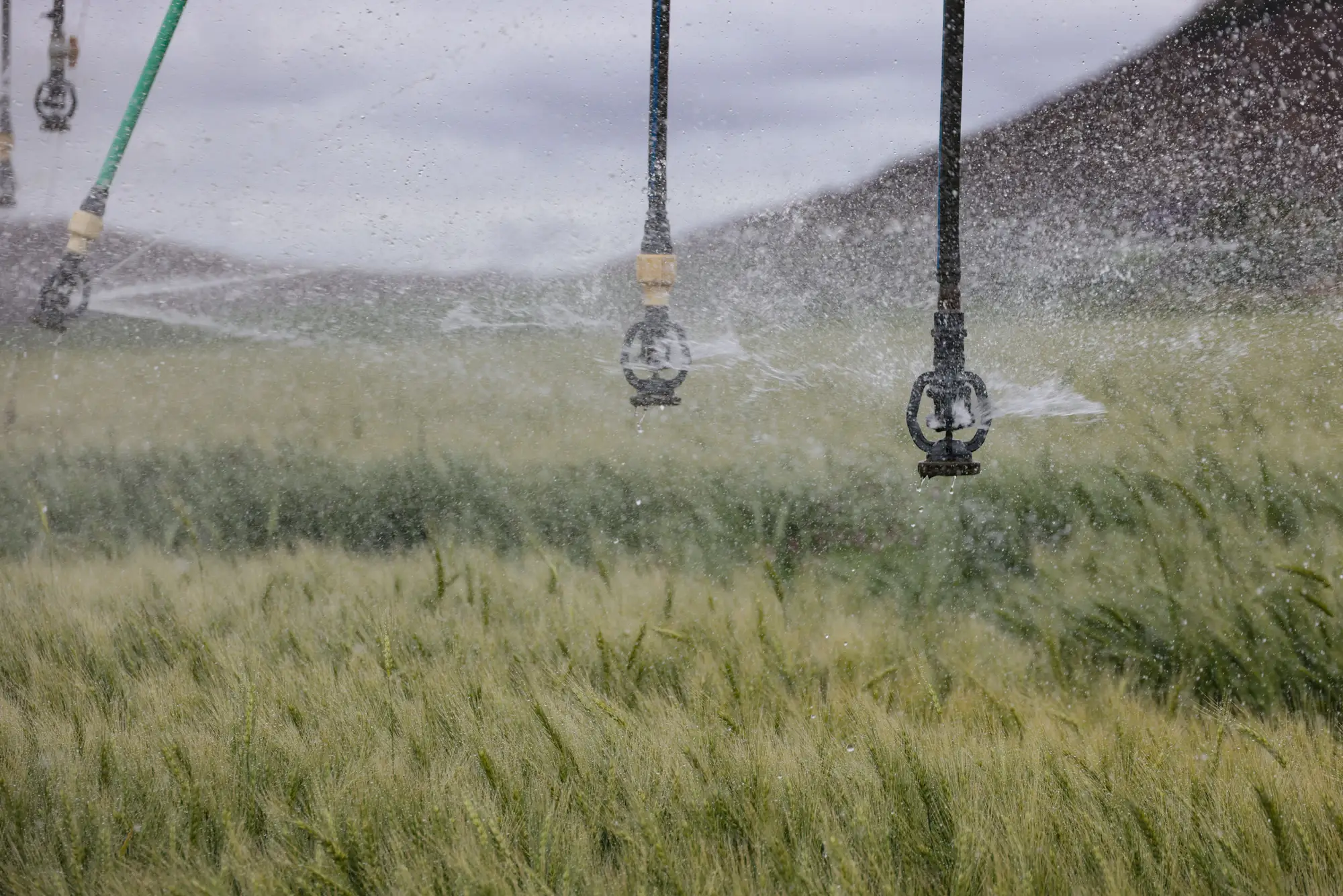 Drop sprinklers hanging from a pivot span, spraying over green wheat